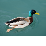 DUCK SITHS