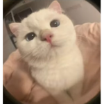 Squishmallows!