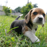 Everyone loves dogs