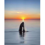 Help us save the orcas!