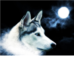 FireWolf300 Fan Club