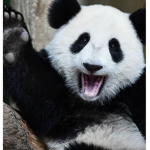 Panda...Sqaud