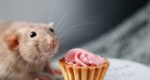 SLAYTASTIC RATS!