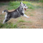 husky rocket league