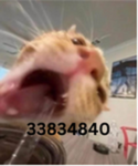 josh is a furry