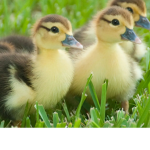 Ducky love Group
