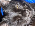 Diamond And Midnight