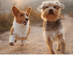 ~Doggo Group~