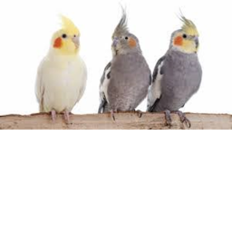 BIRD BIRB HANGOUT 3