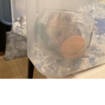 .hamster.