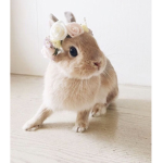 The Bunnie Group