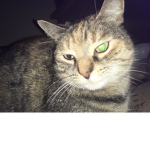 CATS ARE SOOOOOO CUTE ESPECIALLY MY CAT!