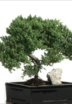 Plants service