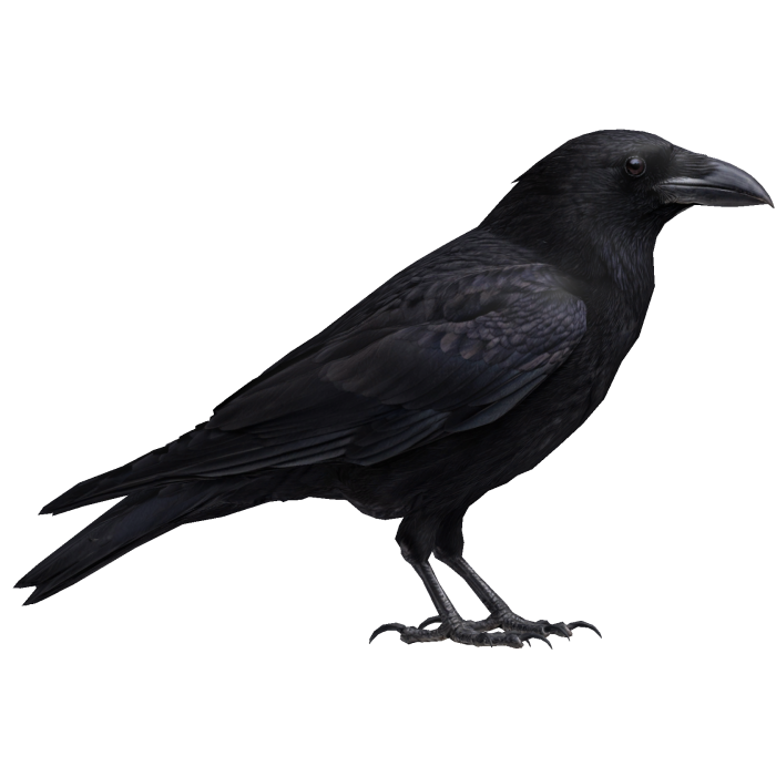 Crow