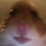 Hacking Hamsters