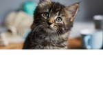 The. Cat Group