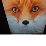 Mr fox groupe