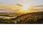 Sheep Farm RPS