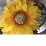 Sunflower squad boys and girls
