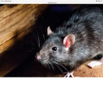 Rat Cutl