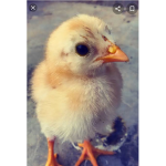 ~Lovely chickens~