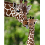 Baby Pets