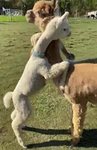 ~The Llama Club~