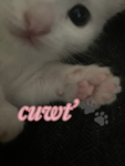 cuwt’