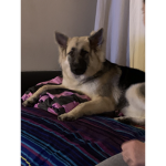 Welcome Dog's