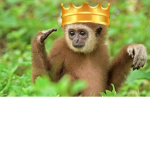 The Monke ###### ########