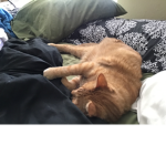 Meow Meow group club