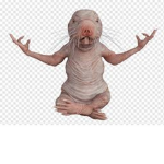 Molerat society