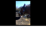 Horse Fan's!