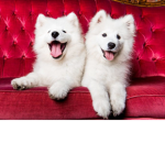 THE DOGS PEOPLE#