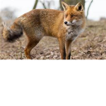 Fox-ie Squad!