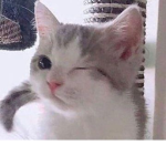 mew!!