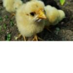 chickens wings
