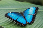 butterlfly's