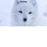 FOX WROLD