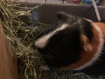 Guinea Pig Kawaii Group