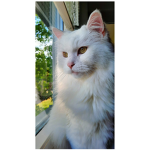 Amy und katze