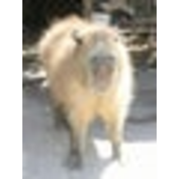 obby but something is wrong... 