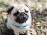 PUG ARMY WOOHOO