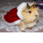 Guinea Pig (Official)