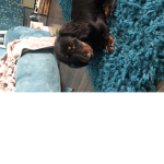 Alfie is cute