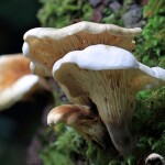 Fungus: The Awakening