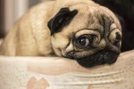 Pug Army Group