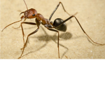 ROBLOX, Ant Colony
