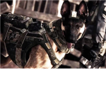 cod sqaud