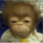 Darwinrameriz